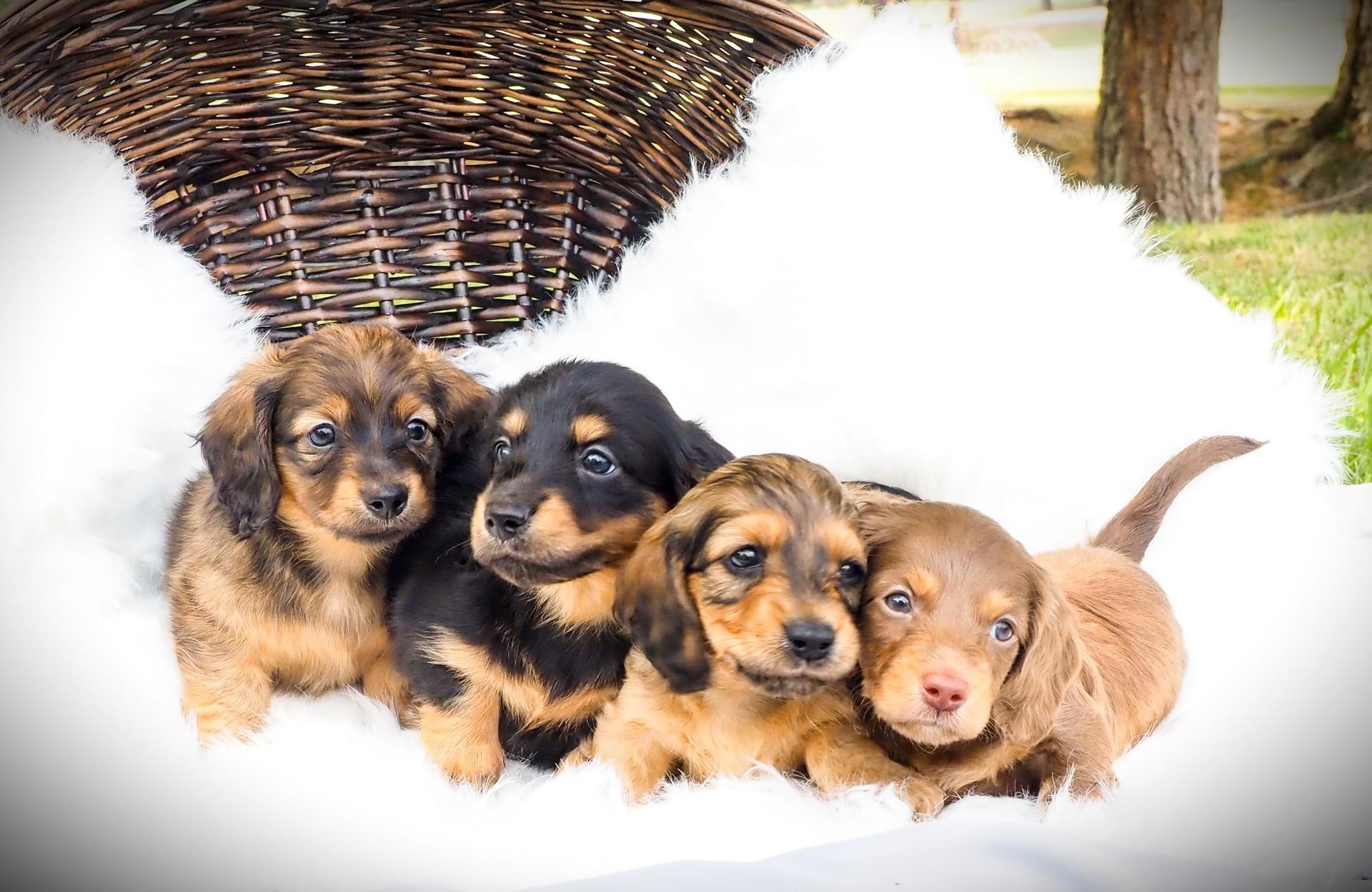 litter of long haired miniature dachshund puppies