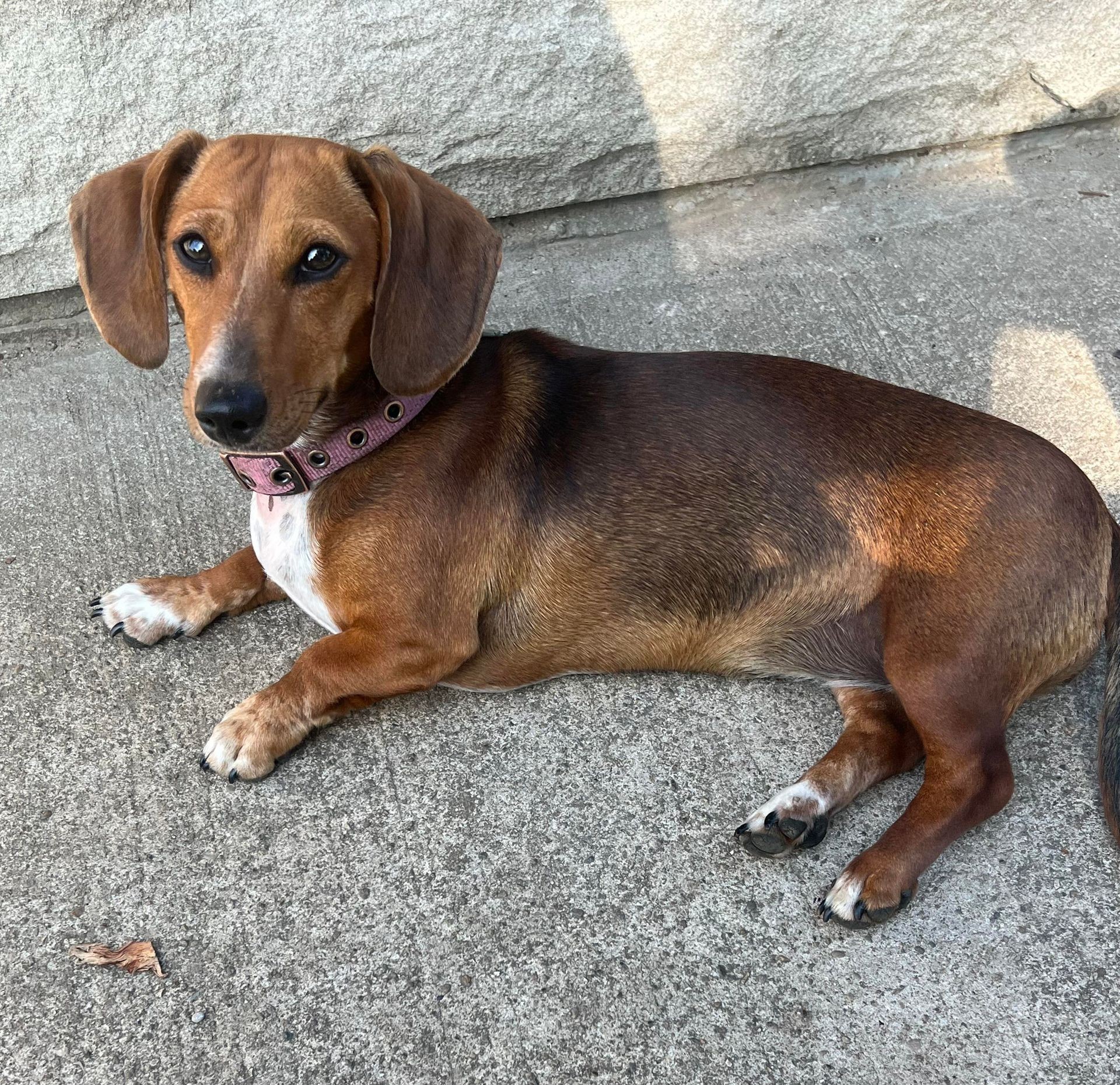 Miss Maggie Mae