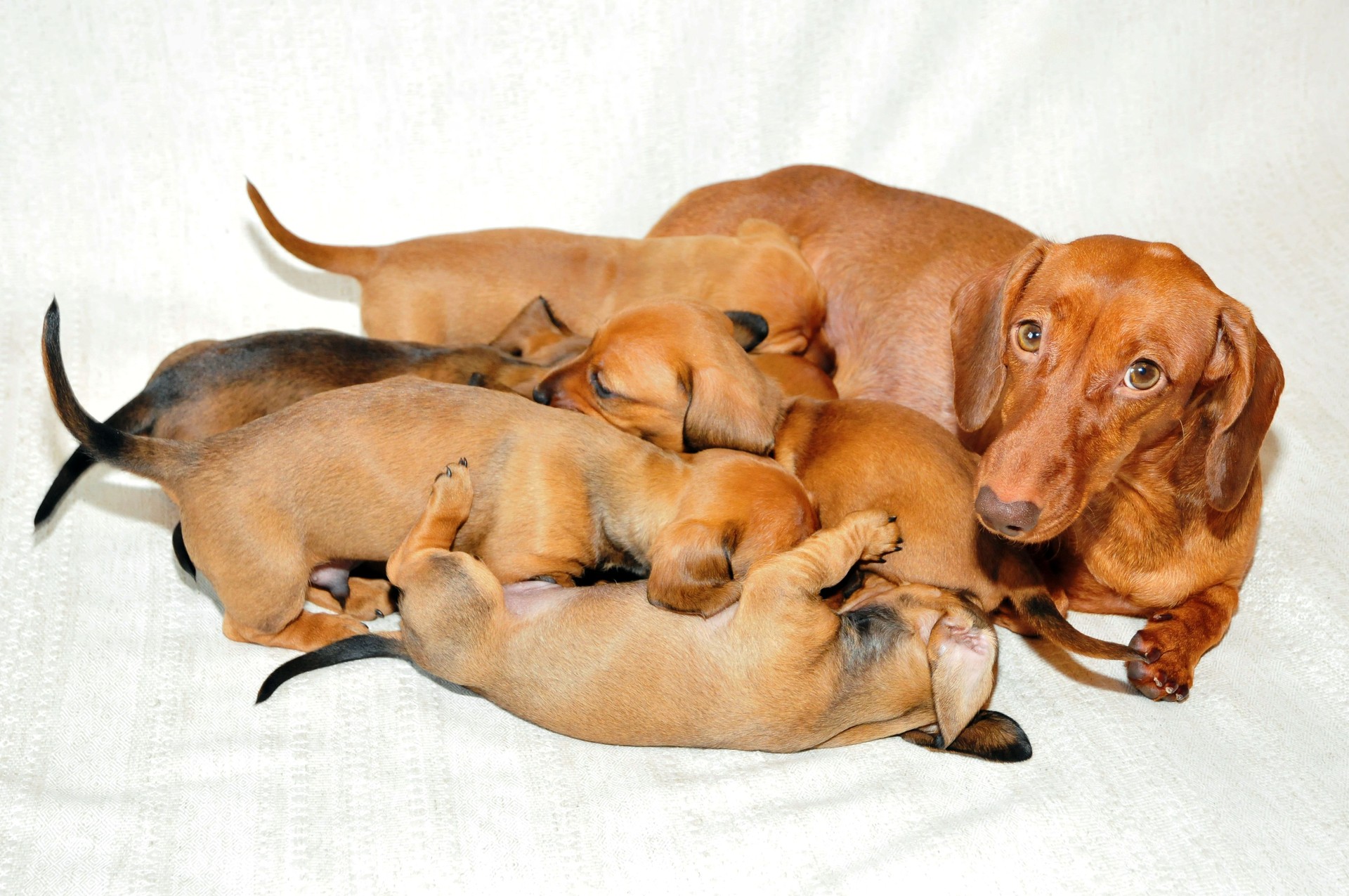Dog mom plays with her puppies.