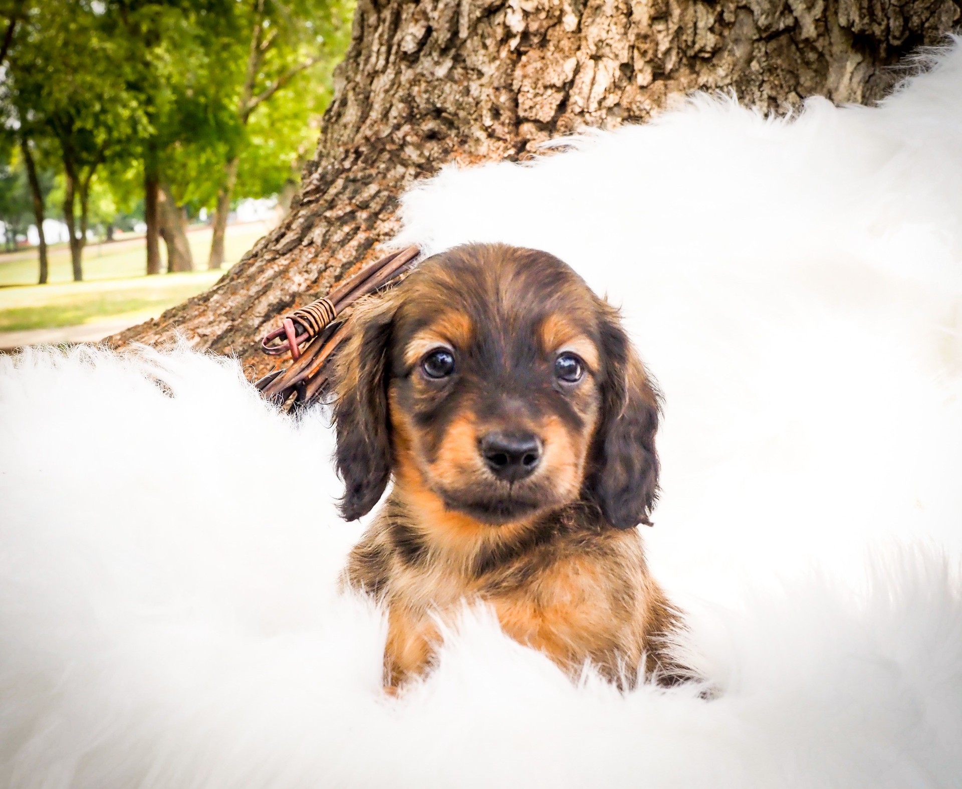 Sable long hair miniature dachshund puppy