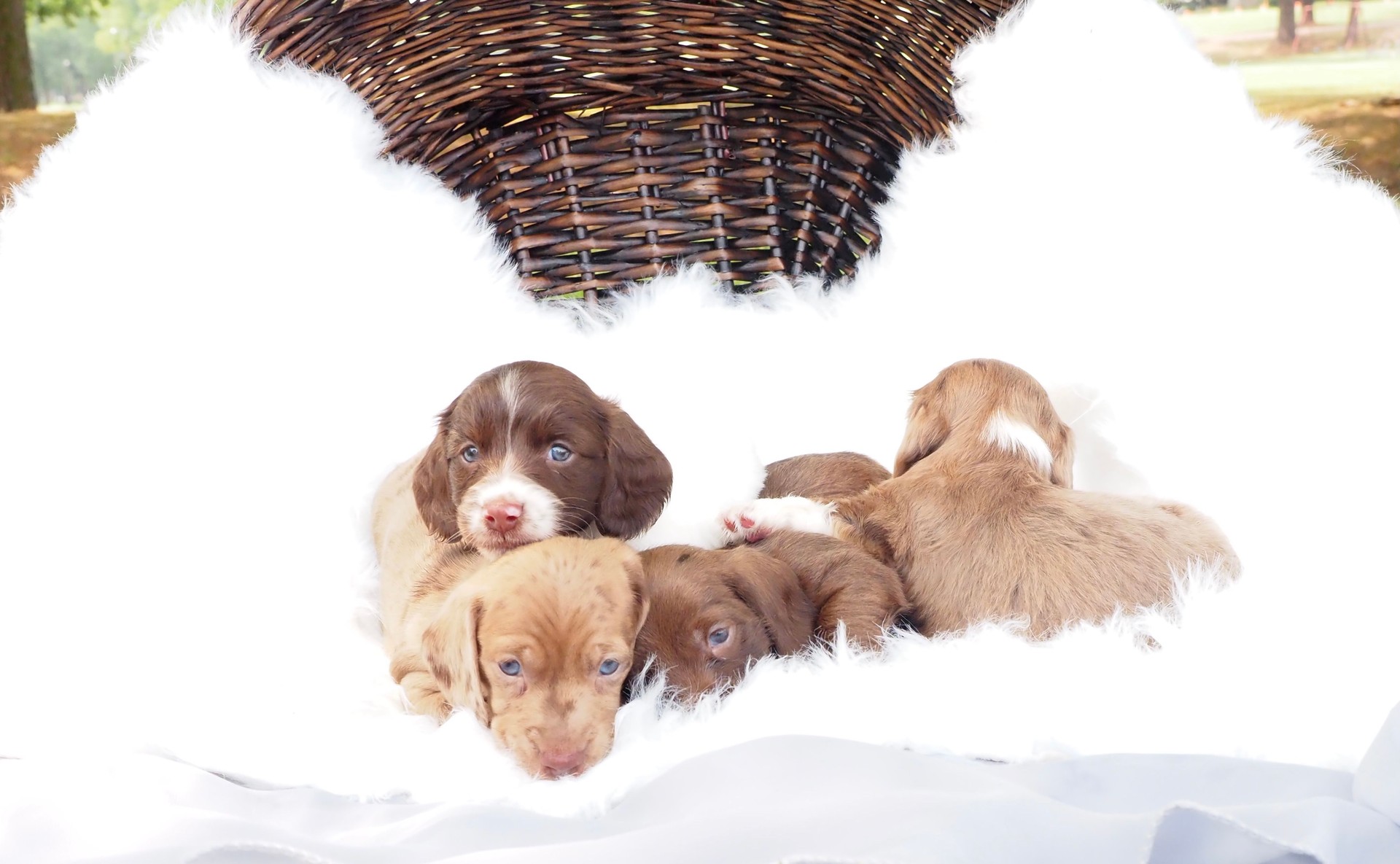Miniature Dachshund puppy photoshoot