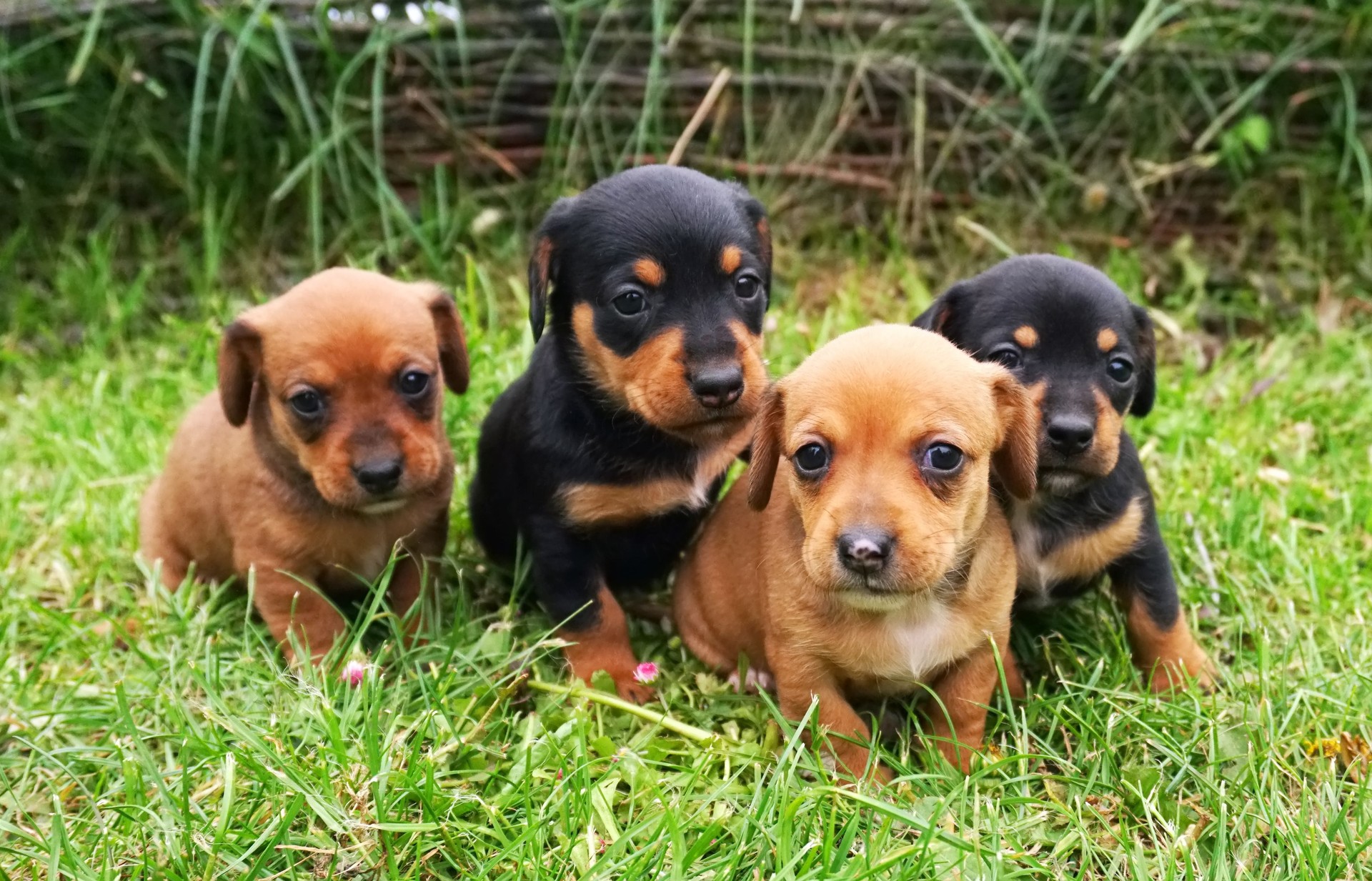 Four little black and brown dachshund puppies