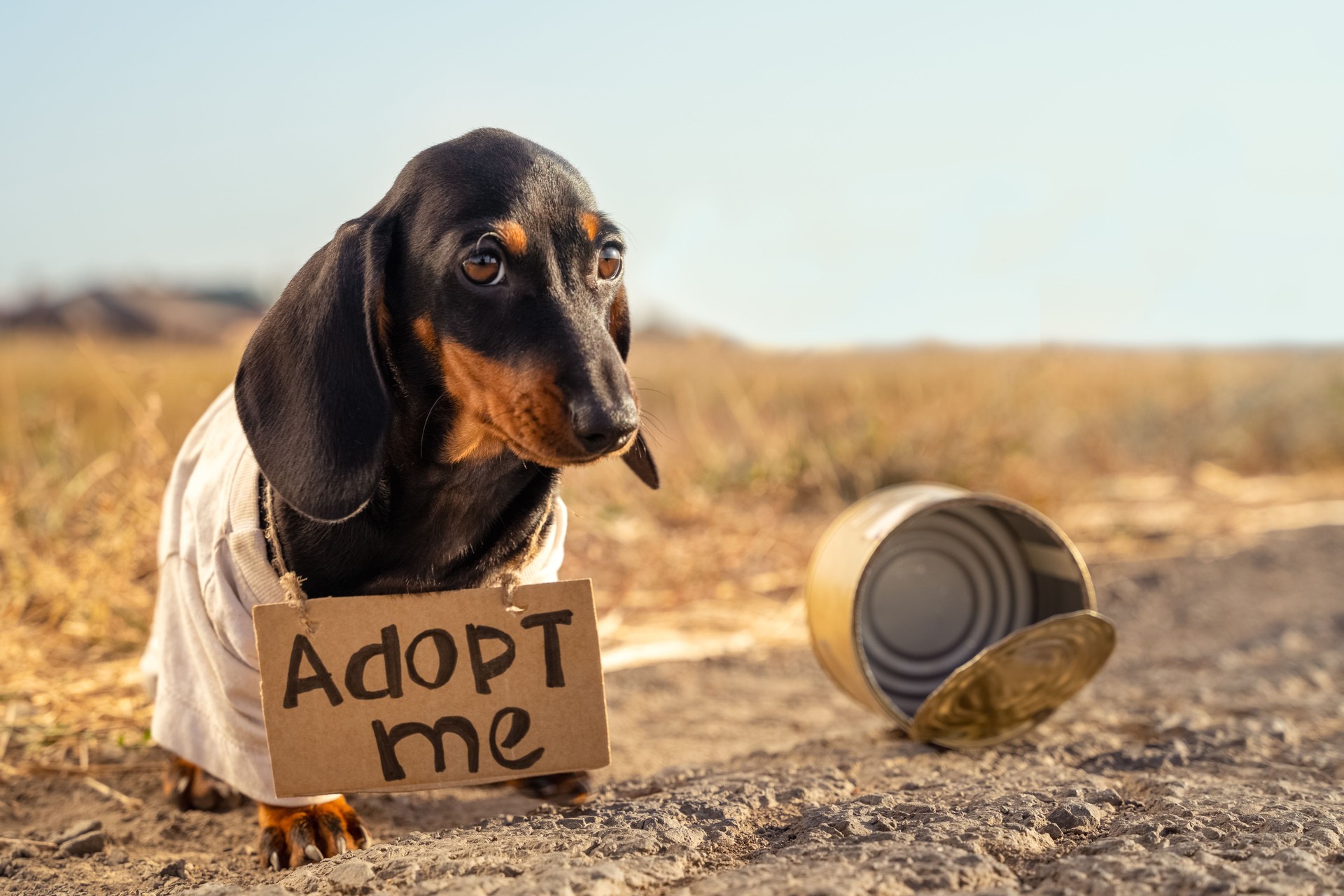 Poor, dirty dachshund puppy in old t-shirt with cardboard sign around neck that says adoption sits on street, empty tin can nearby.